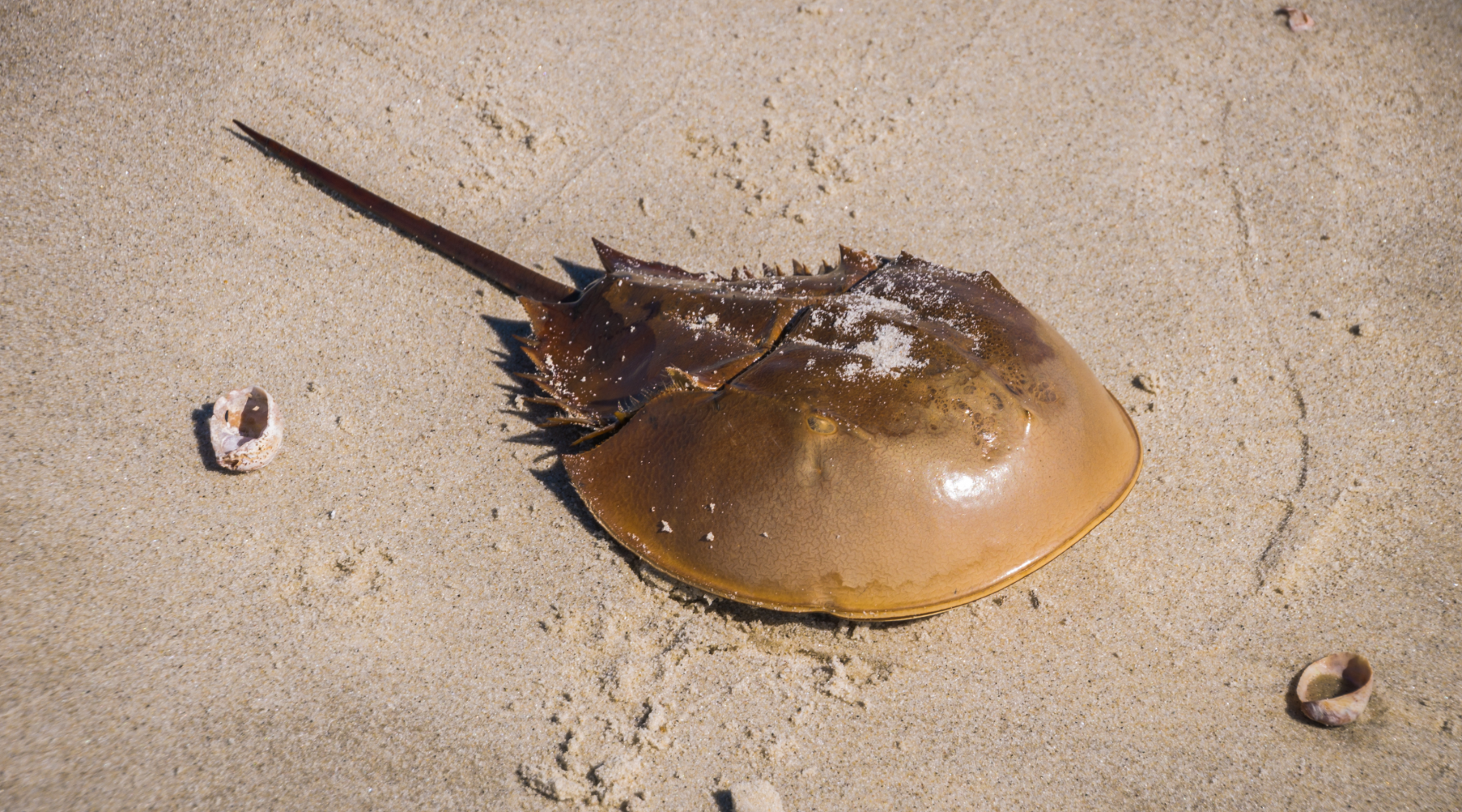 Atlantic Horseshoe Crab on the sand