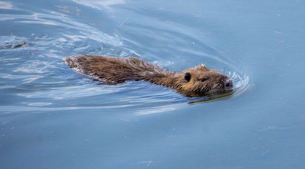 The Unsung Heroes of the Ecosystem: How Beavers Help the Environment