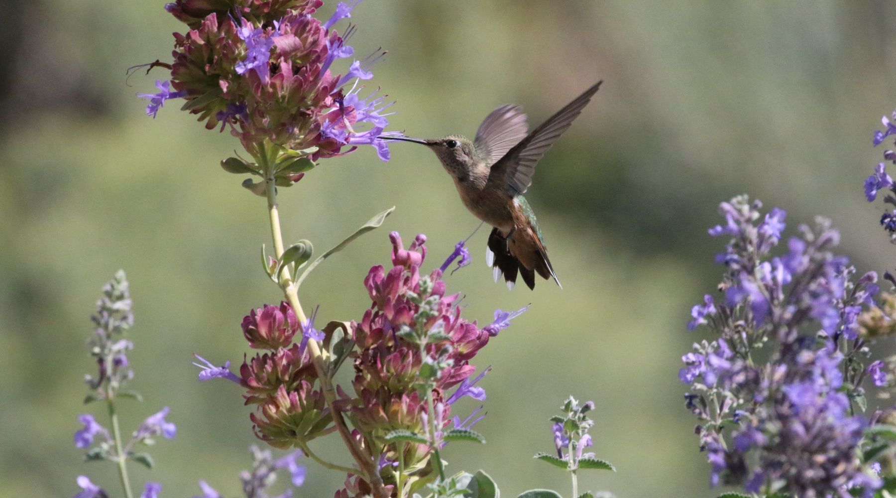 How to Create a Hummingbird Garden