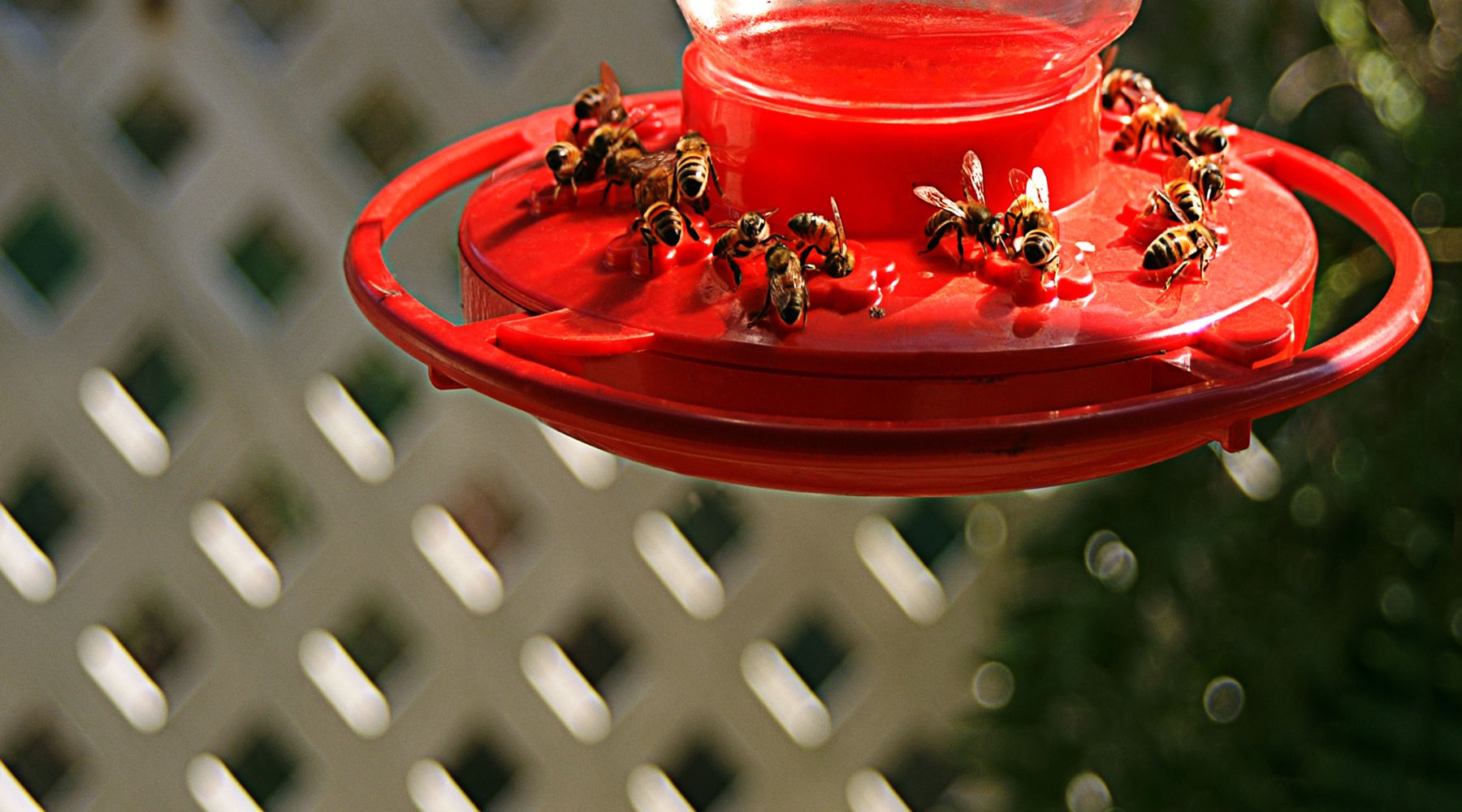 Bees on hummingbird feeder