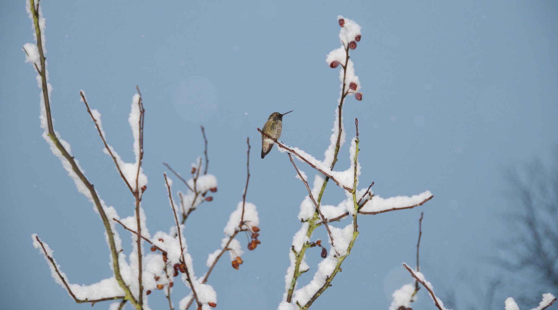 Hummingbird on a snow-covered branch in the winter