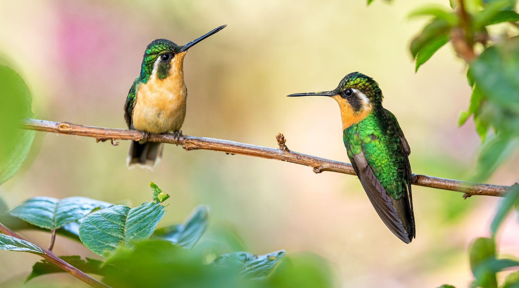 Pair of hummingbirds