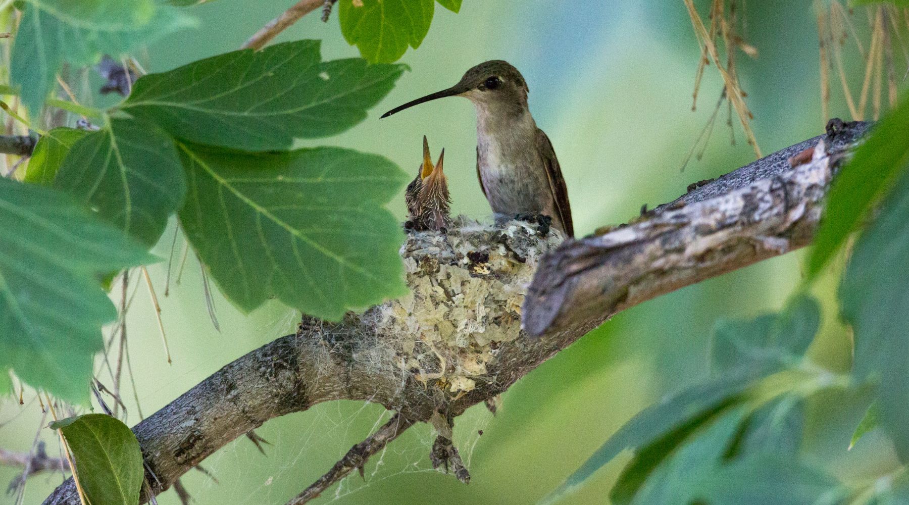 Hummingbird habitat - hummingbirds in nest