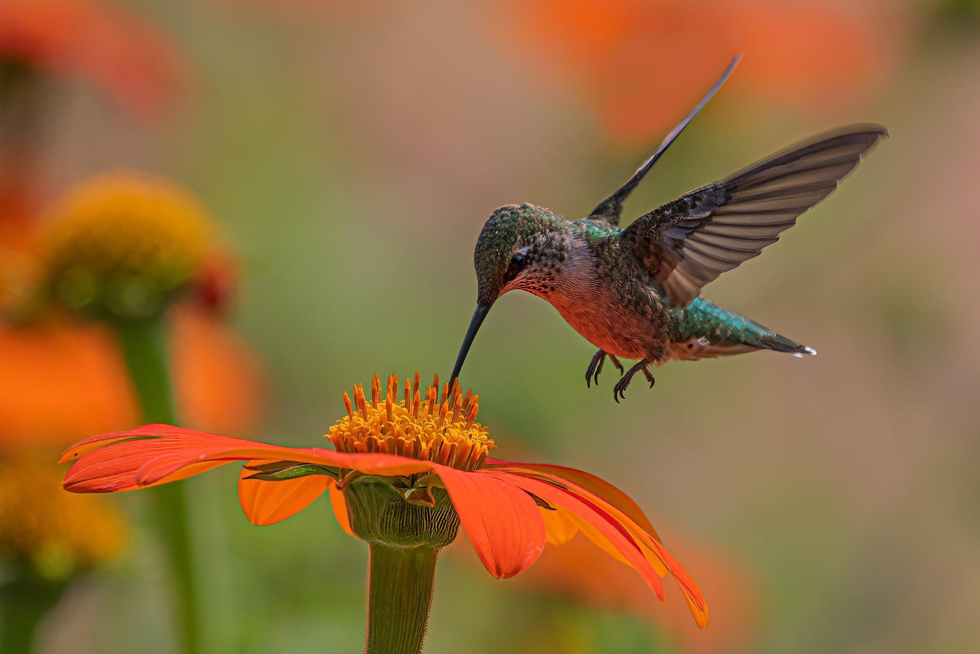 Hummingbird and flower