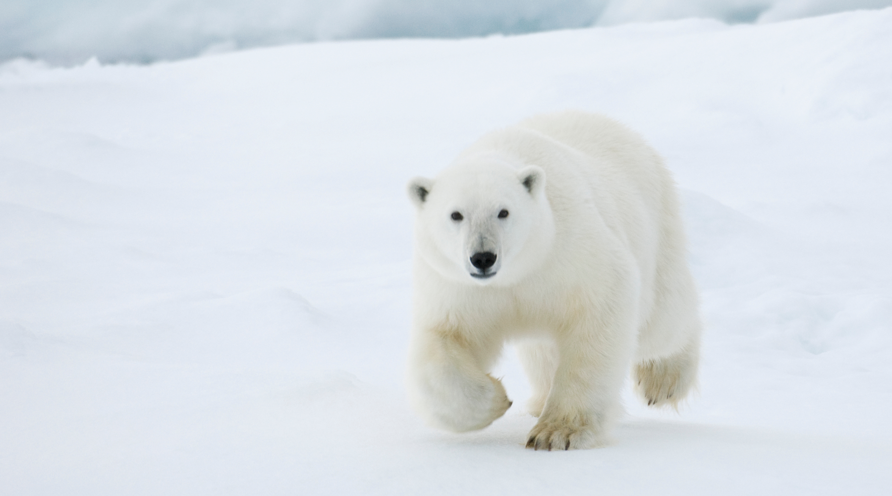 International Polar Bear Day - polar bear walking across ice