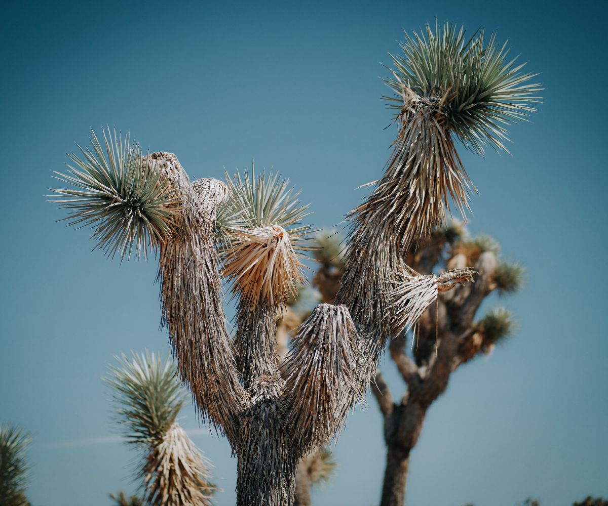 Joshua Tree