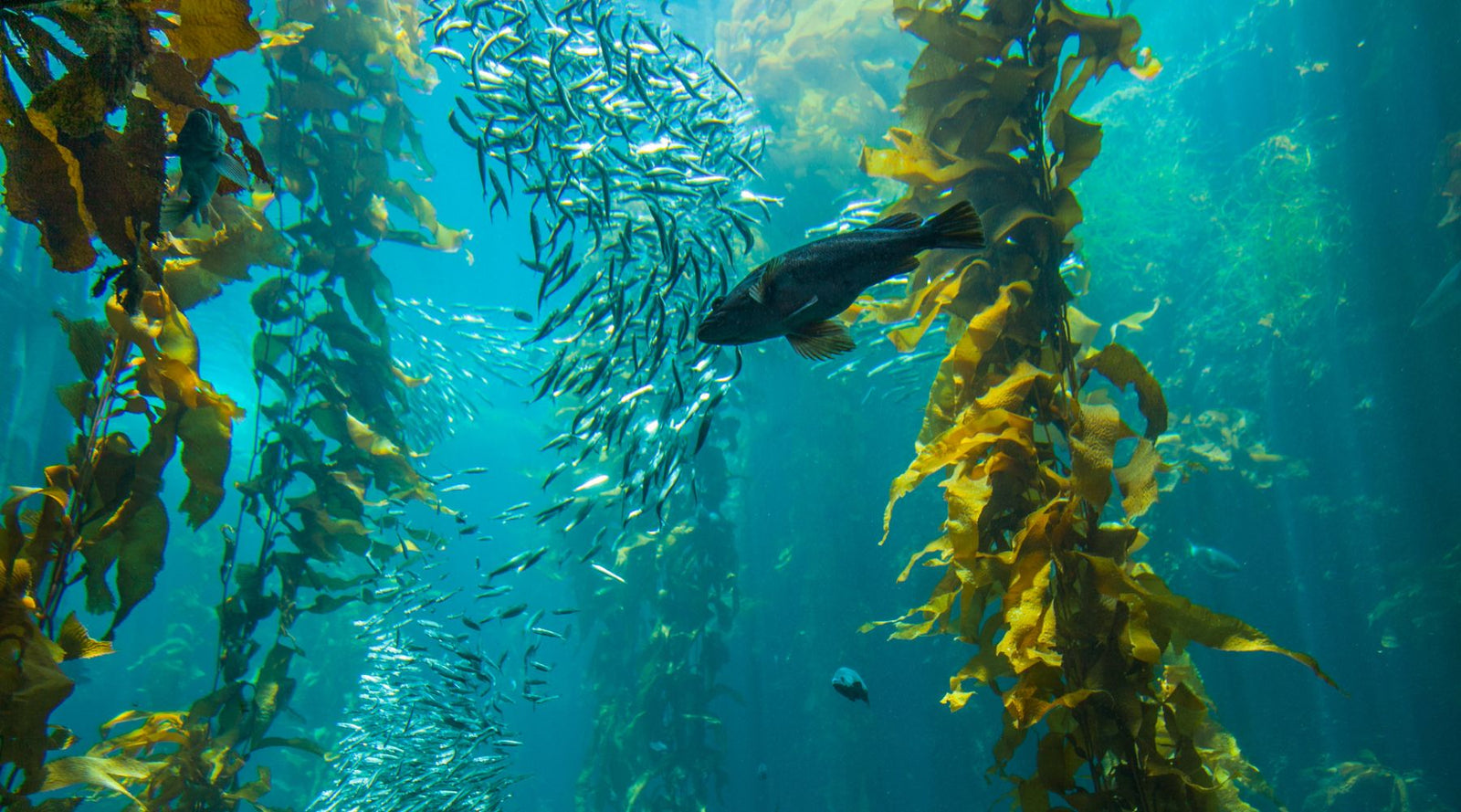 Kelp Forest