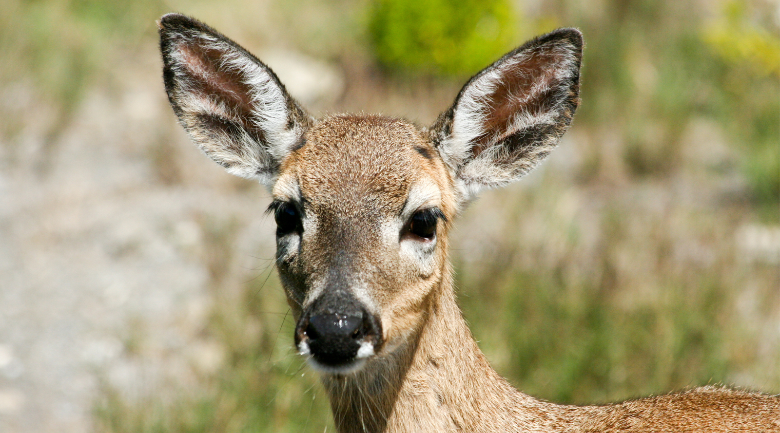 Close-up of a Key deer, one of the endangered species in Florida, standing in natural habitat