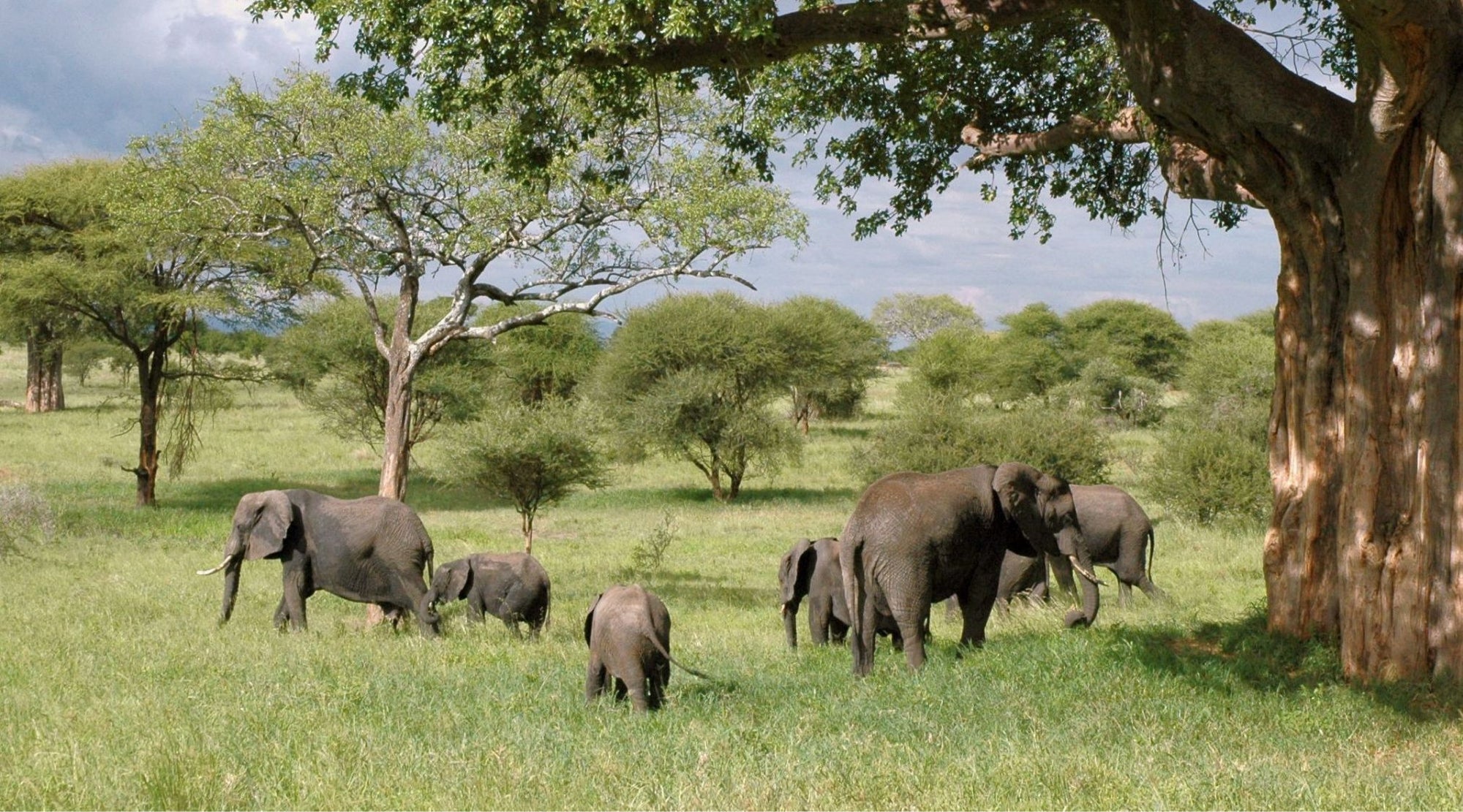 African elephants: keystone species