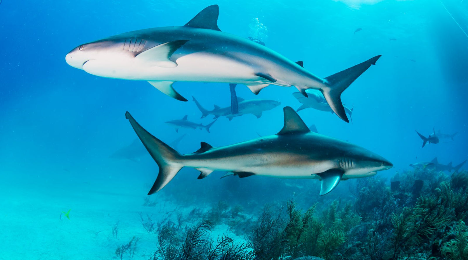 Keystone species example: sharks