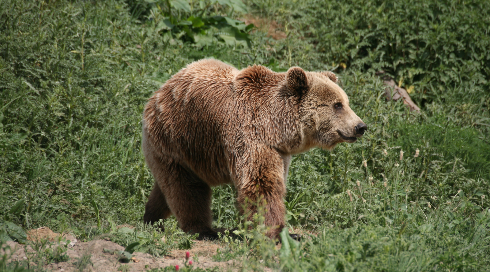 Kodiak bear