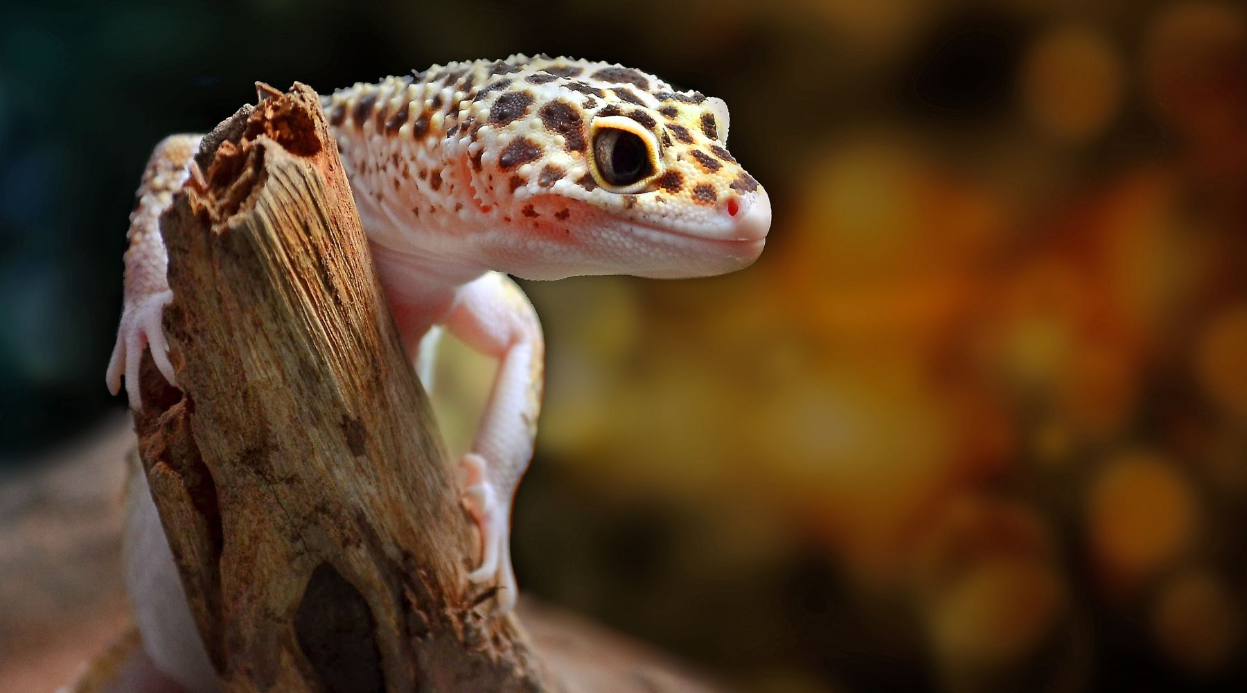 Leopard Gecko Fun Facts