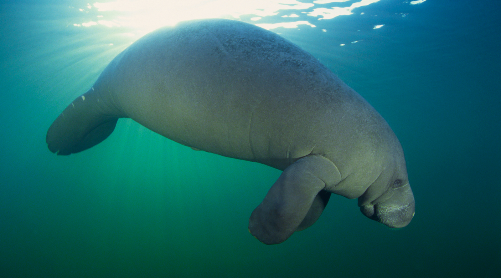 Manatee Awareness Month - manatee in Florida