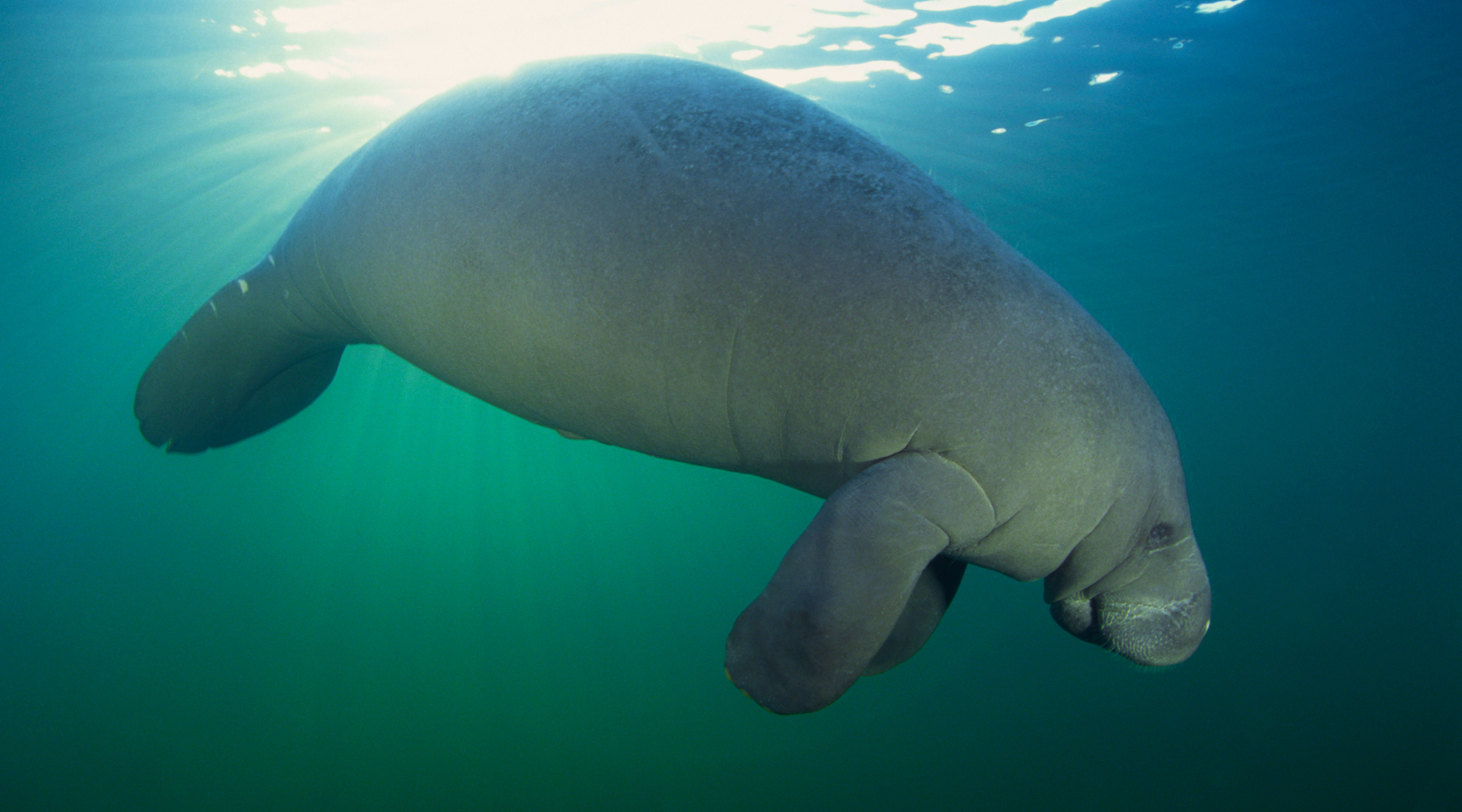 Manatee Awareness Month - manatee in Florida