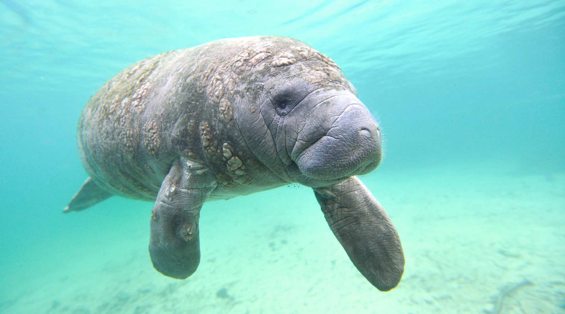 Manatee Fun Facts