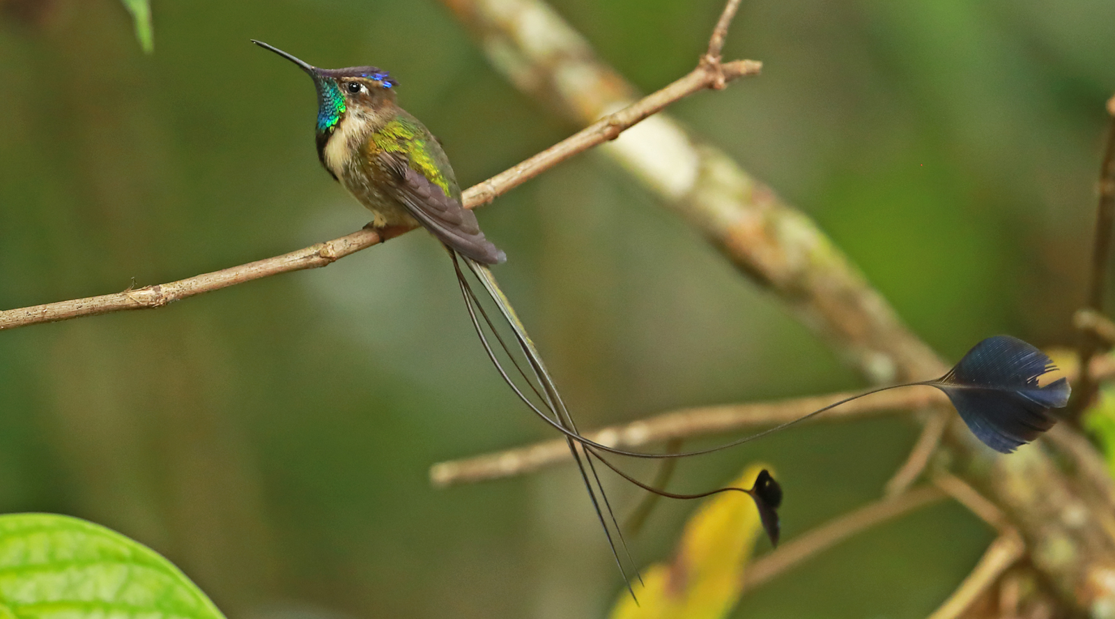 Marvelous spatuletail hummingbird perched on branch
