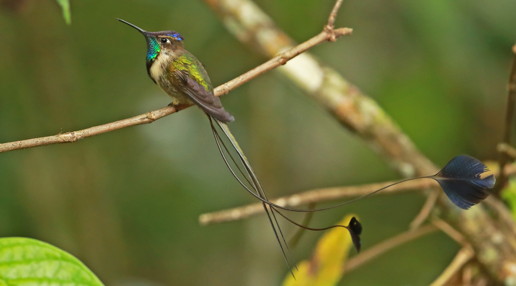 Marvelous spatuletail hummingbird perched on branch