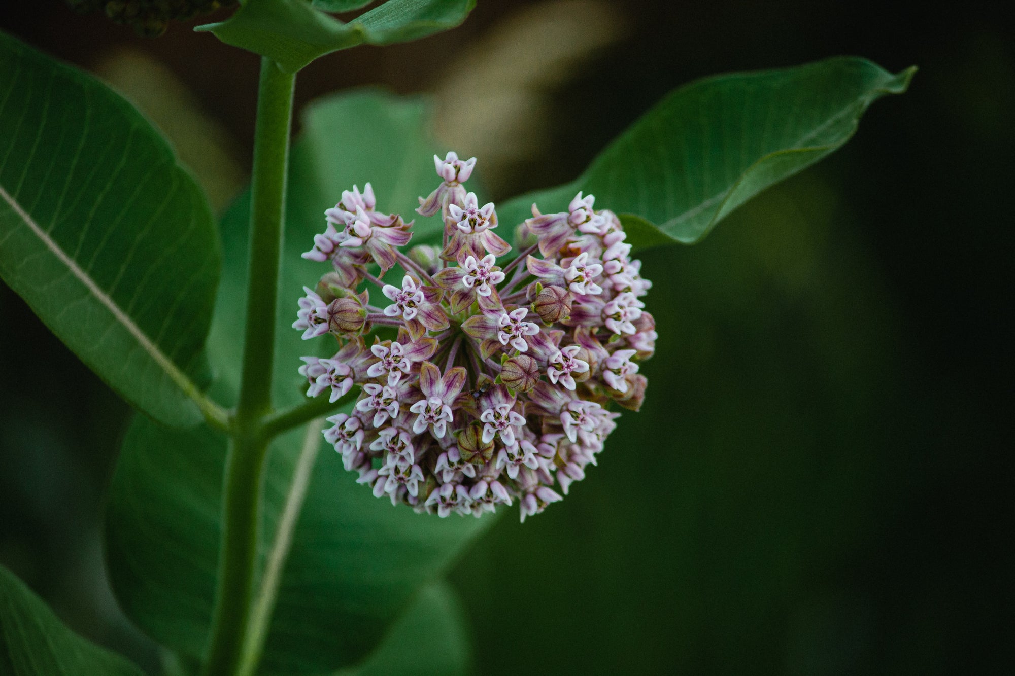 Milkweed for monarch butterflies