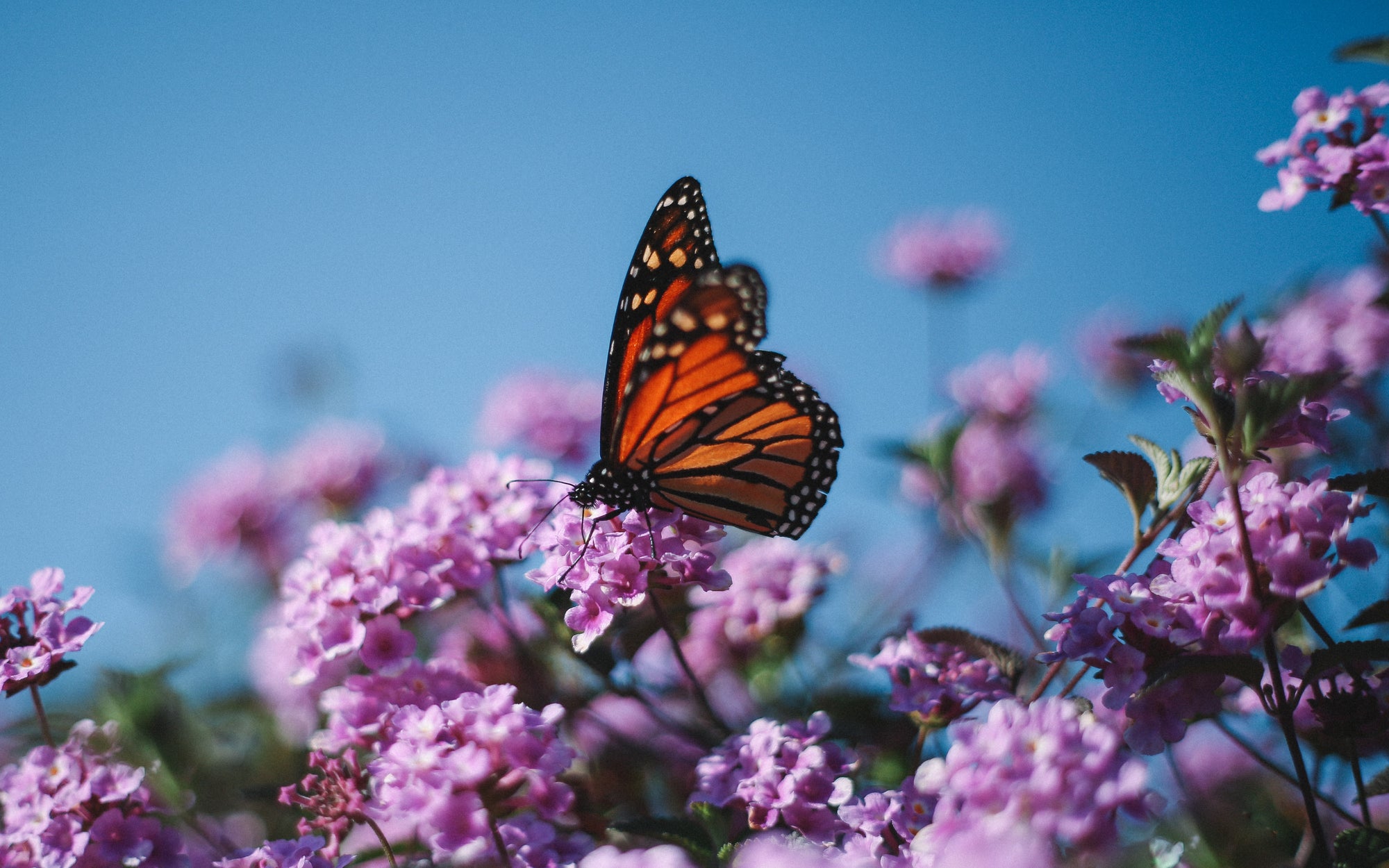 Monarch butterfly