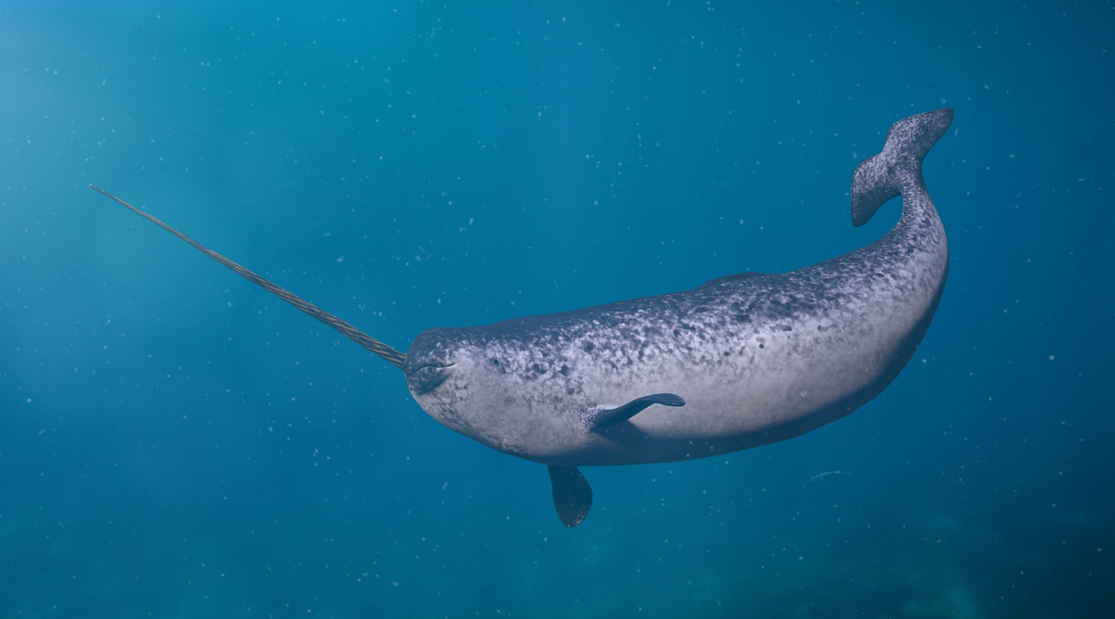 Narwhal