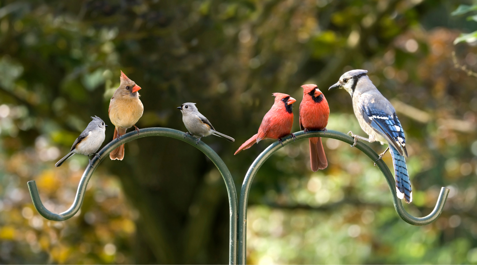 Celebrating National Bird Day - birds perched