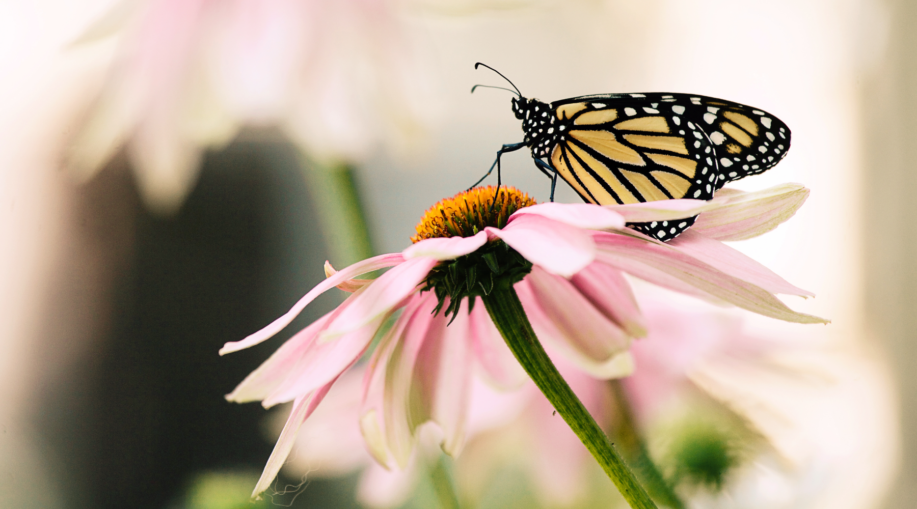 National Learn About Butterflies Day - monarch butterfly on flower