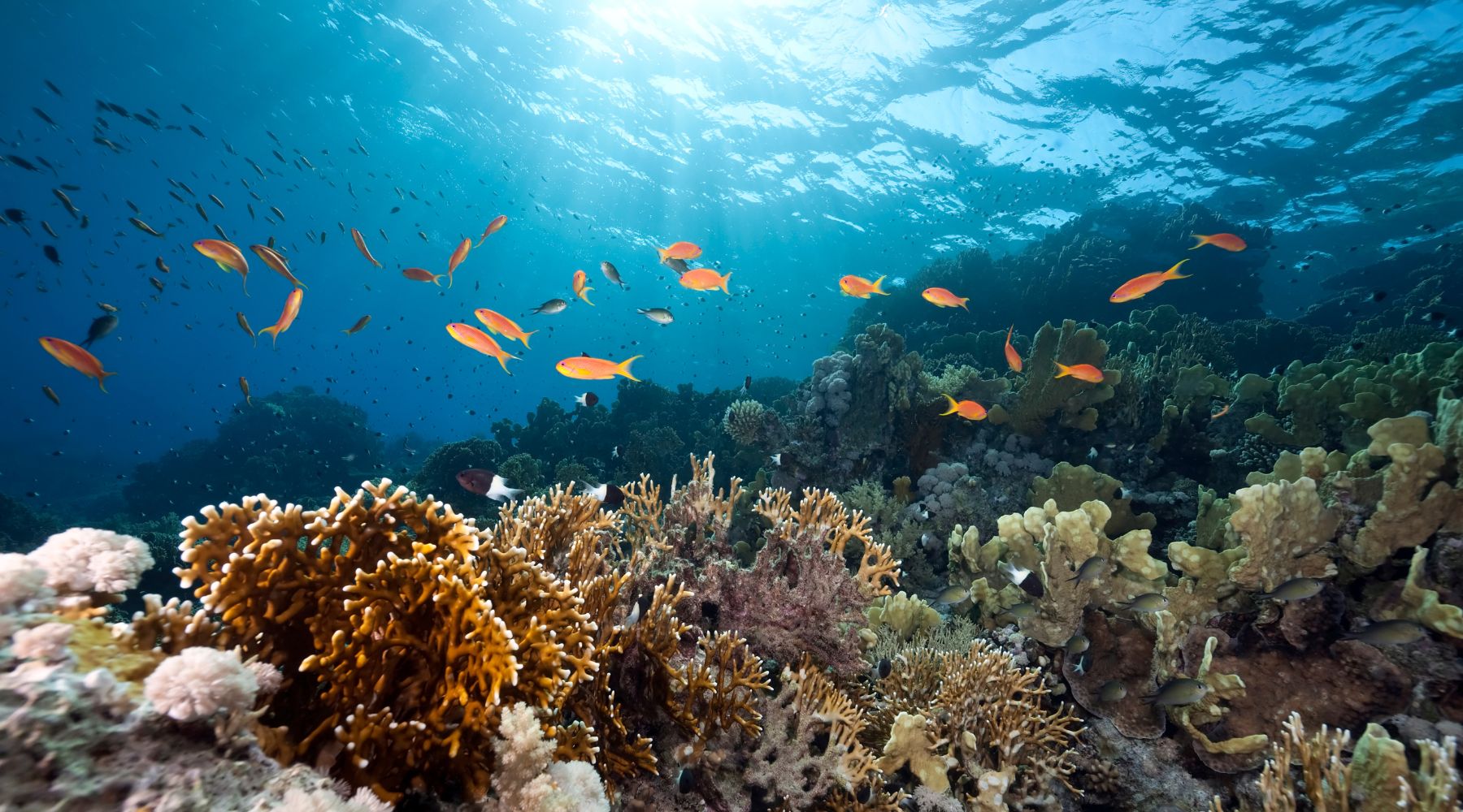 Fish swimming in the ocean above the coral reef - ocean temperatures rising