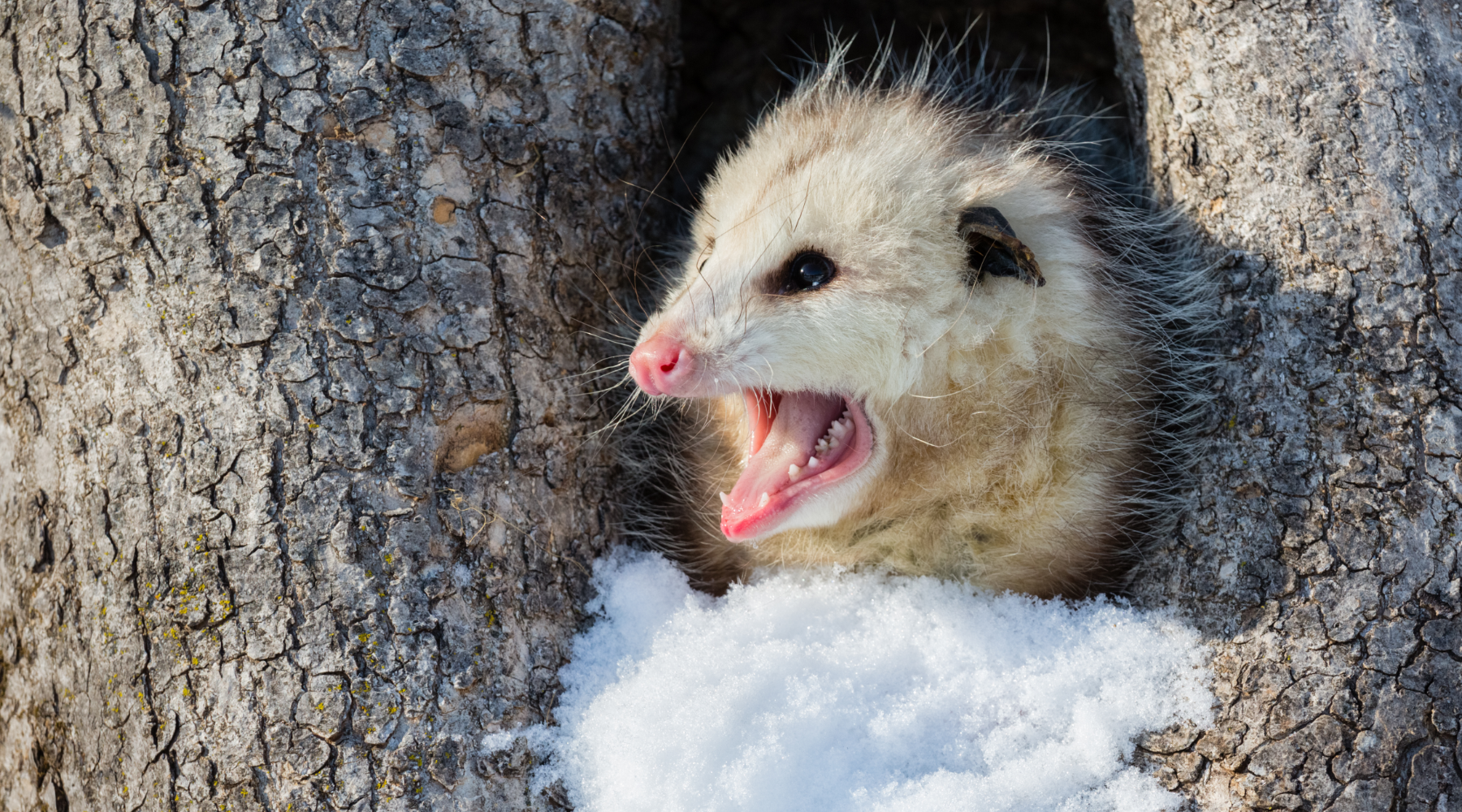 Hissing opossum in a tree - America's only marsupial