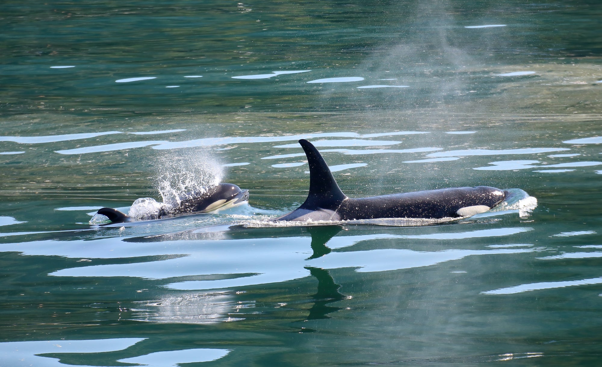 Endangered Orcas of the Pacific Northwest