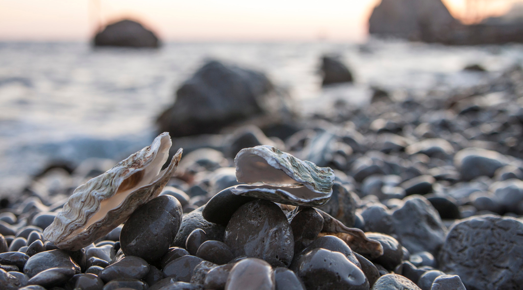 Oysters by the sea