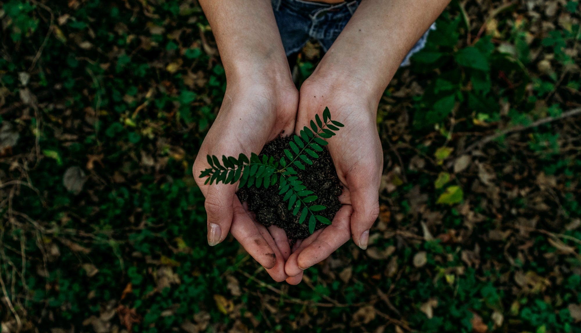 Why Fall is a Great Time to Plant Trees | BeCause Tees