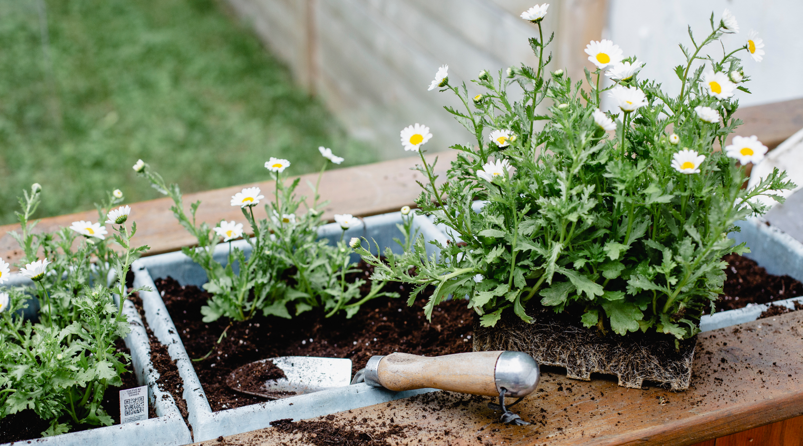 National plant a flower day - planting daisies