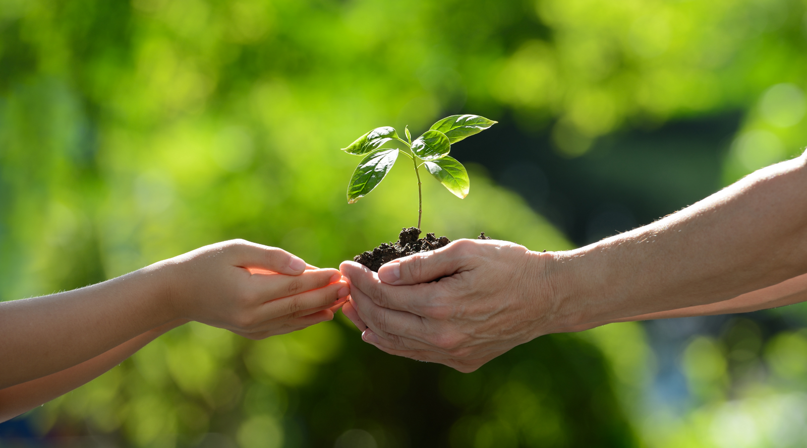 Planting for the planet - people planting