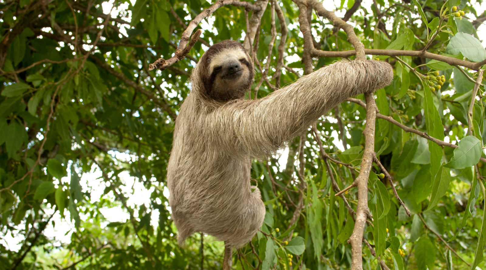 Endangered pygmy three-toed sloth