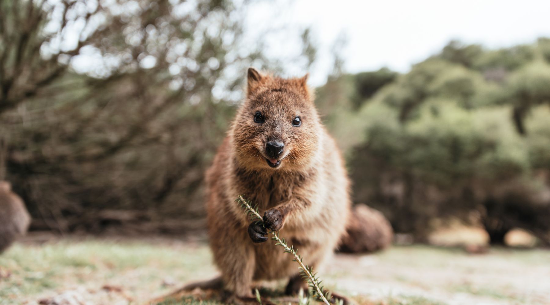 Quokka fun facts: the happiest animal in the world