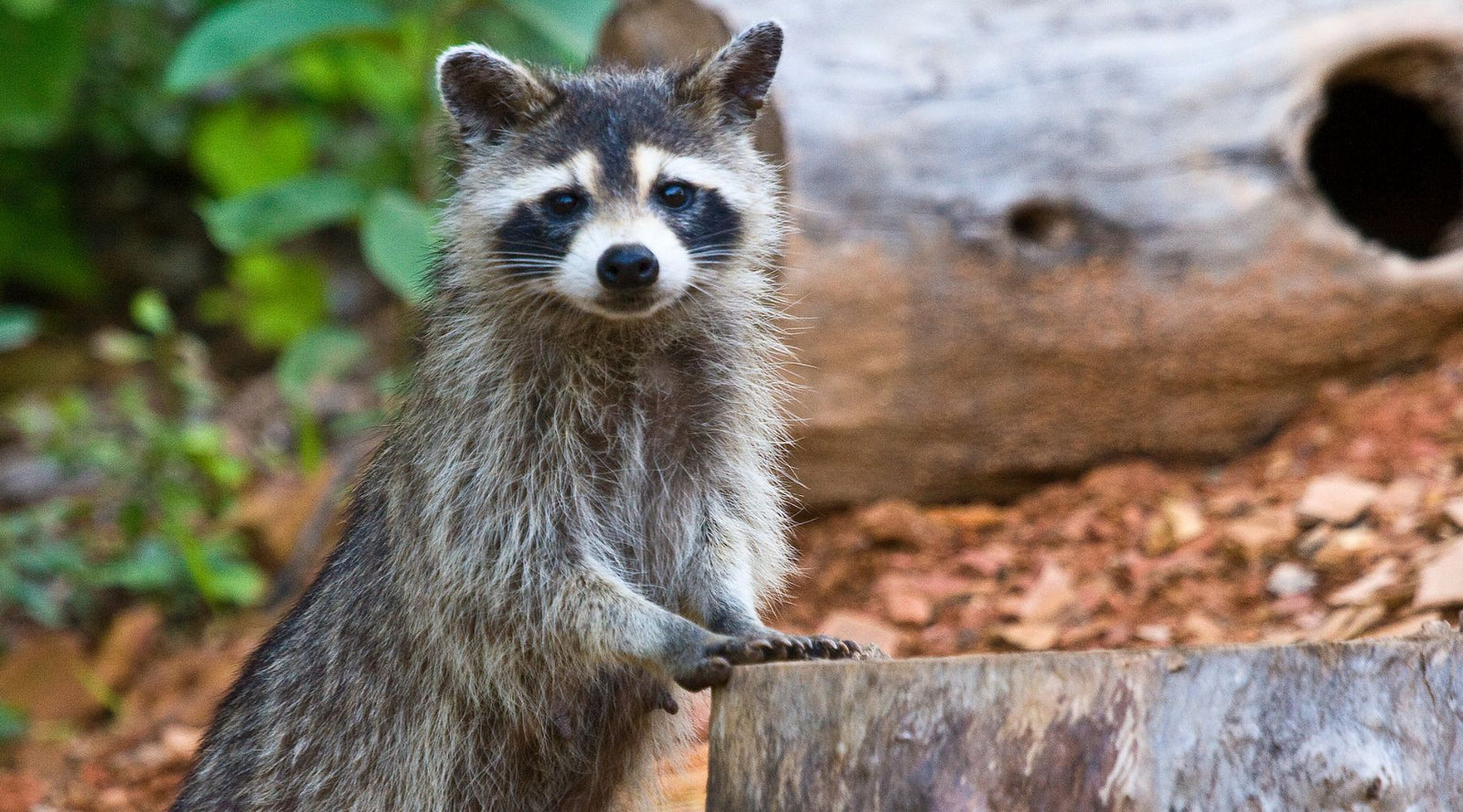 Raccoon Fun Facts