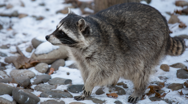 Winter Racoons Do Raccoons Hibernate? What They Do in Winter | BeCause Tees - Because Tees