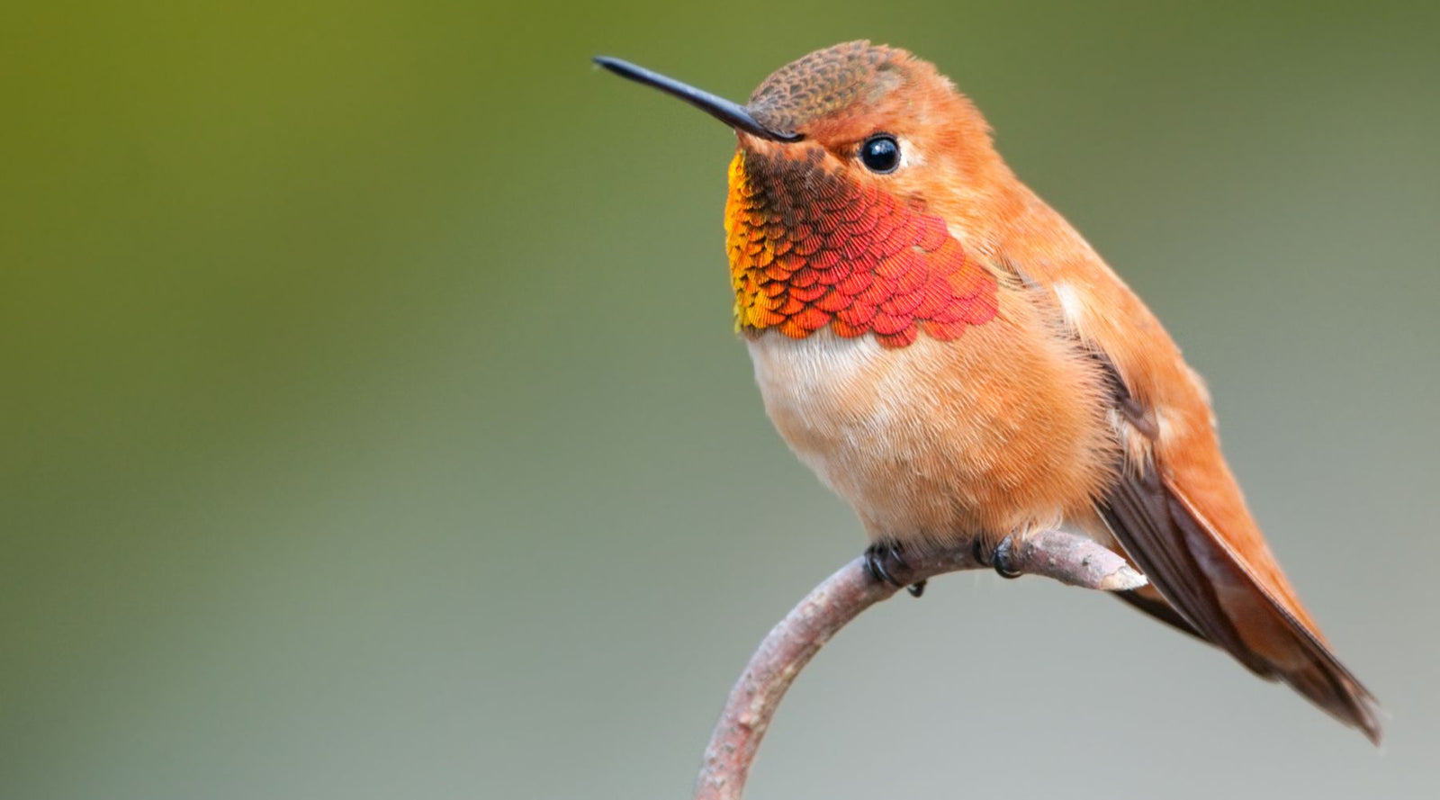 Hummingbird fall migration - migrating hummingbird