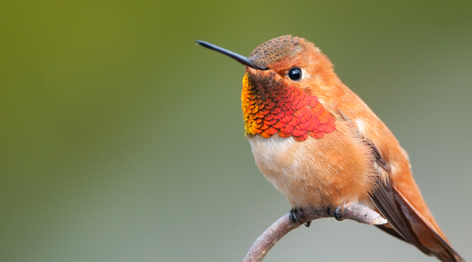 Types of Hummingbird: a vibrant orange Rufous hummingbird perched on a branch