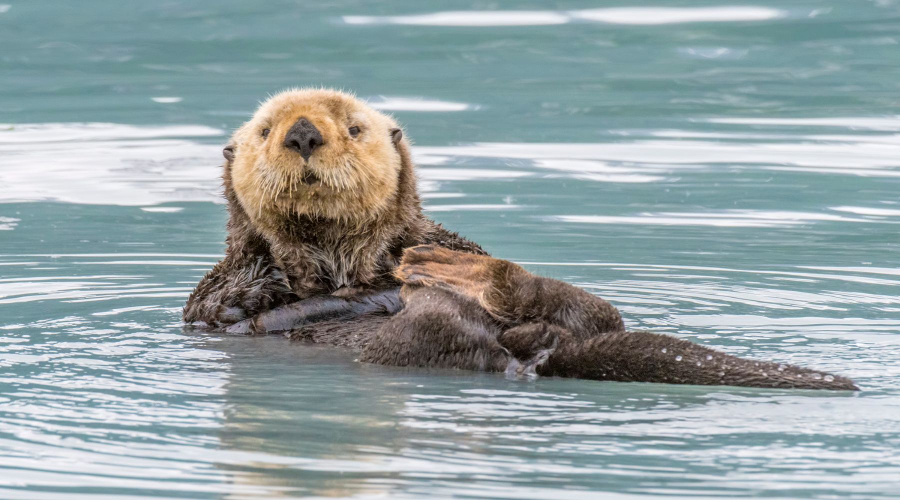 Sea otter: keystone species
