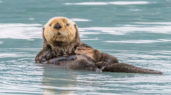 Why Sea Otters are a Keystone Species: The Vital Role They Play | BeCa ...