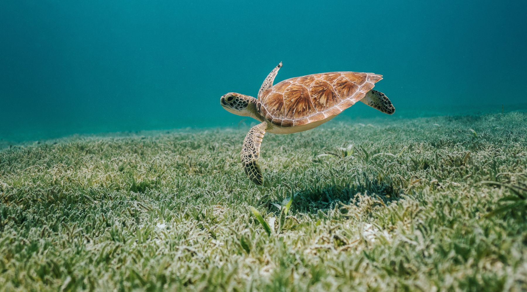 Endangered sea turtle in the sea
