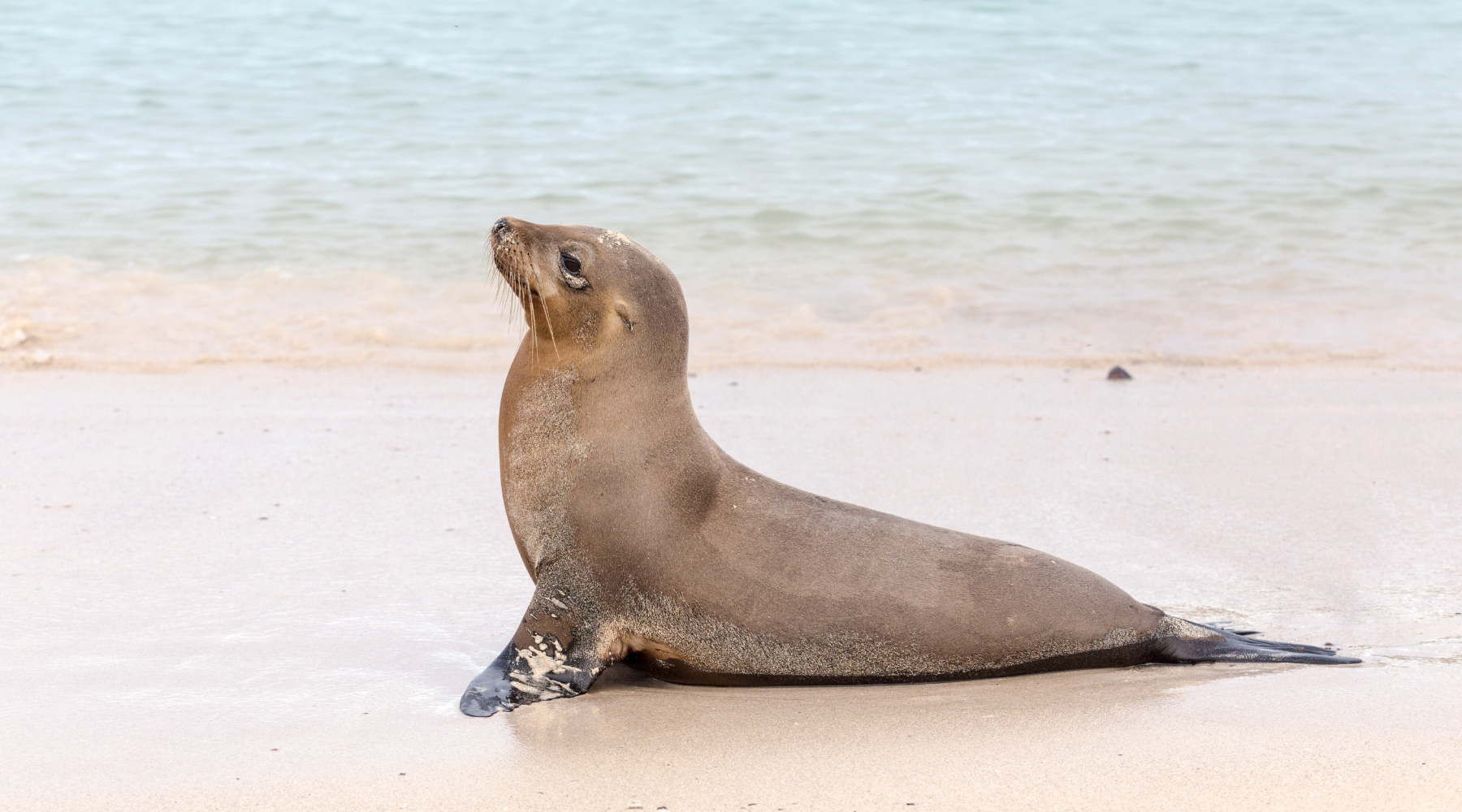 Sea lion on the beach