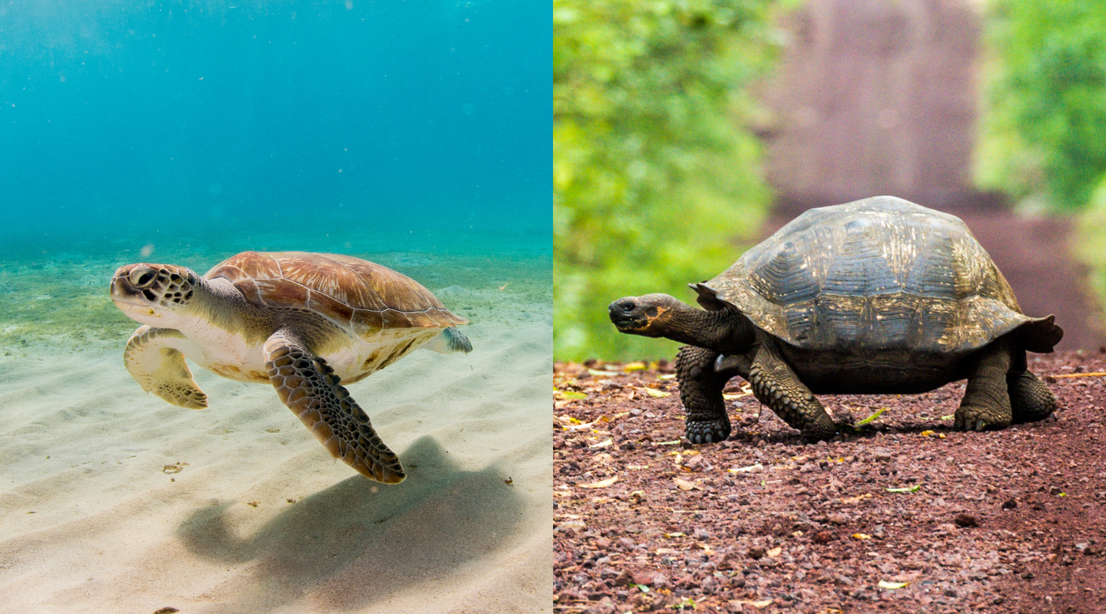 Sea Turtle vs Tortoise: What's The Difference? | BeCause Tees