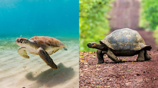 Sea Turtle vs Tortoise: What's The Difference? | BeCause Tees - Because ...