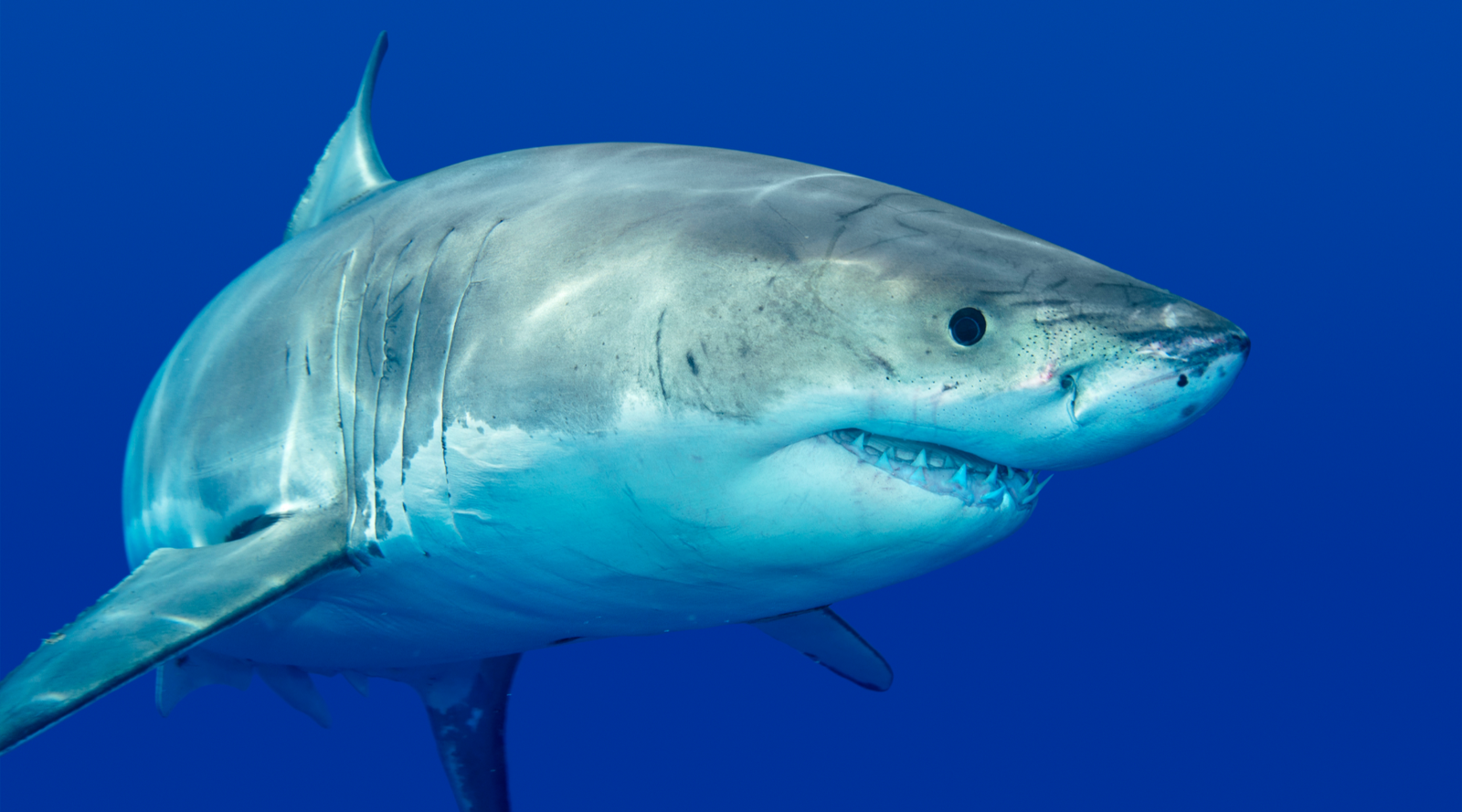 Great white shark swimming in the sea