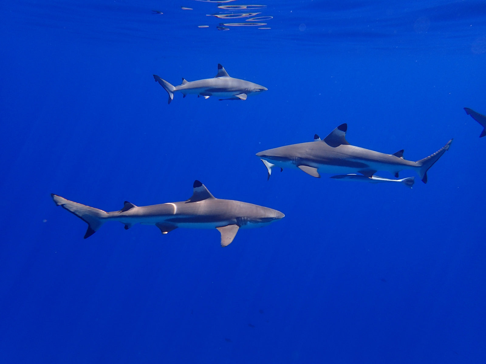 Shark Week 2022: A Quick Guide to This Year's Event