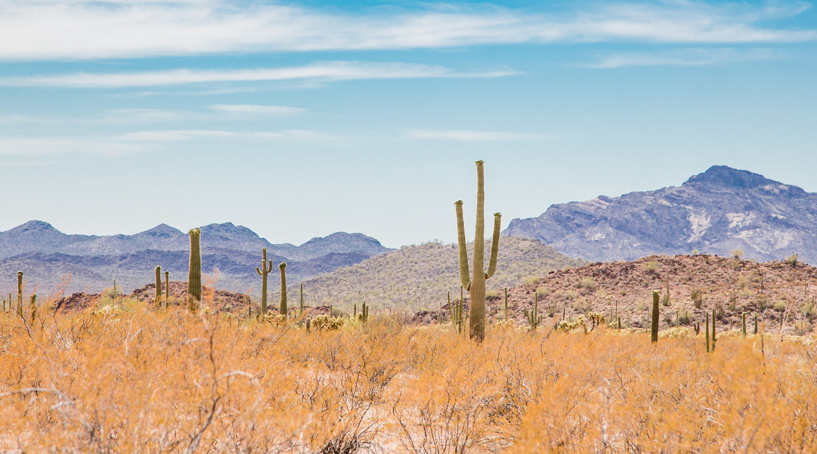 Sonoran Desert Animals: Sonoran Desert landscape with cactus, yellow grasses, and mountains