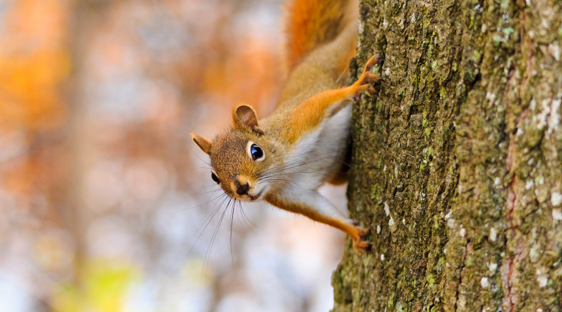 Squirrel Appreciation Day - squirrel on a tree