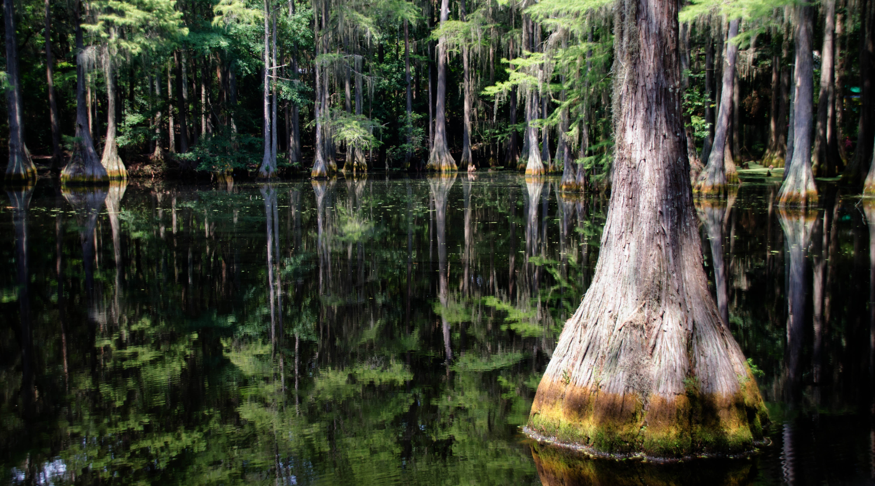 Swamp Trees